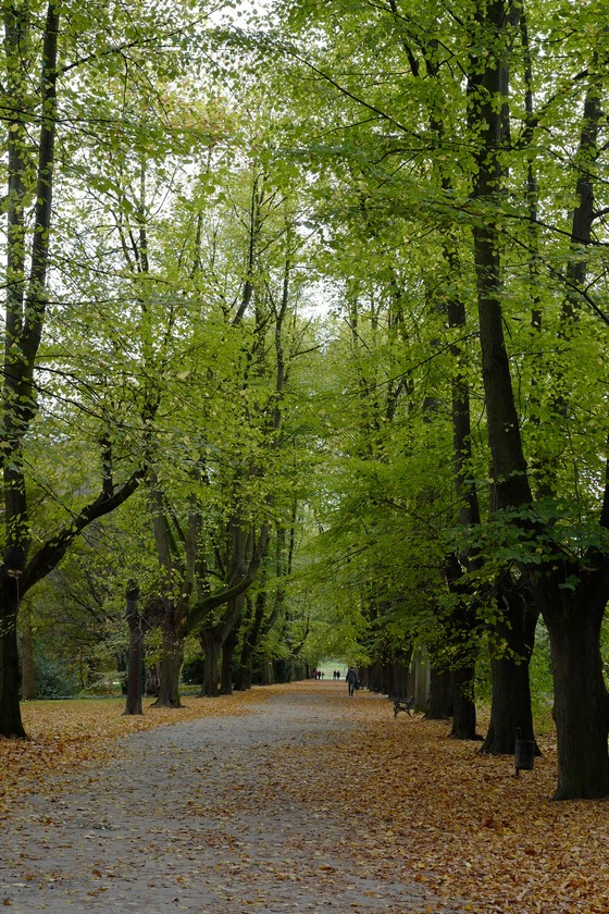 Tilia europaea