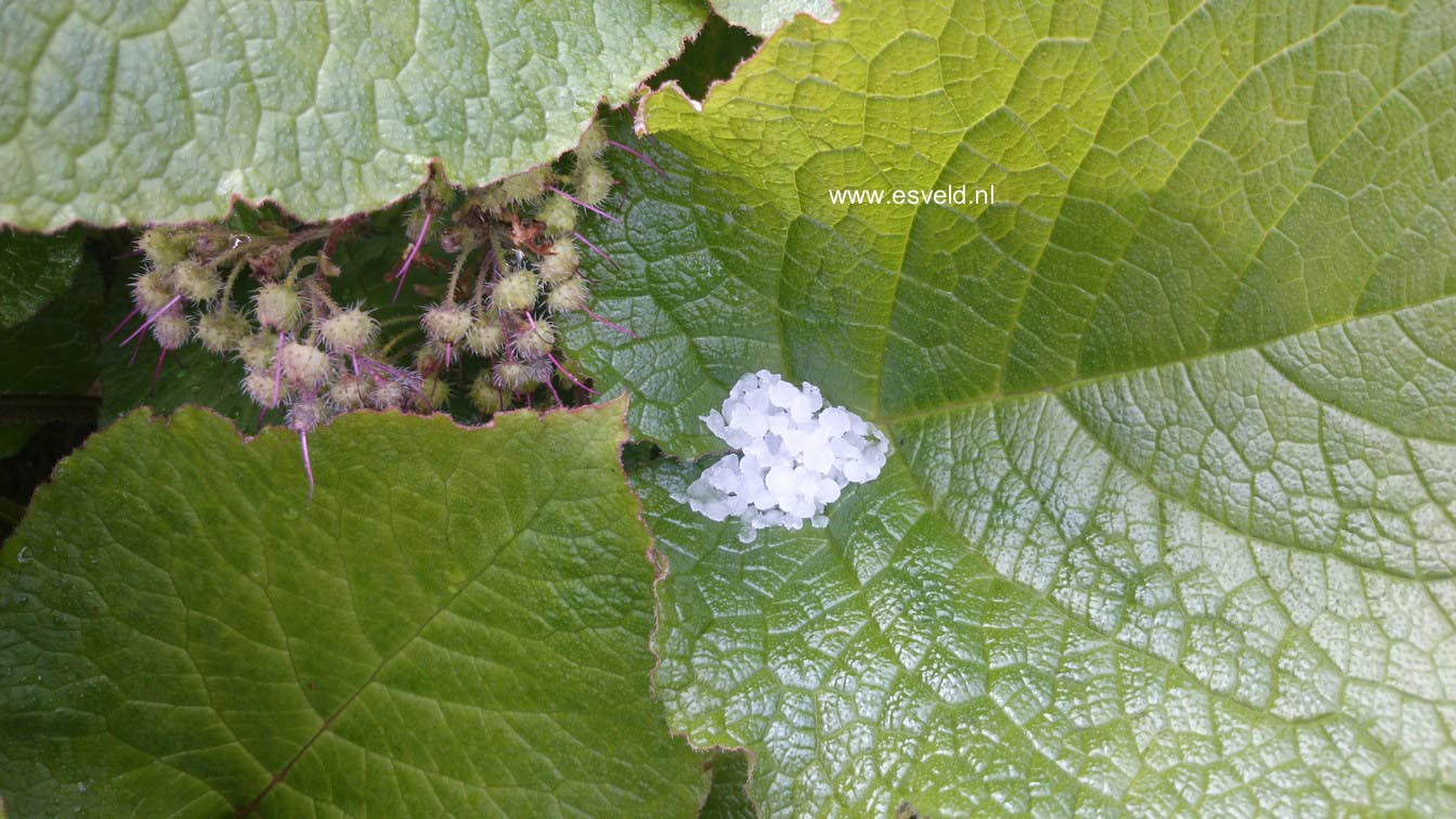 Trachystemon orientalis