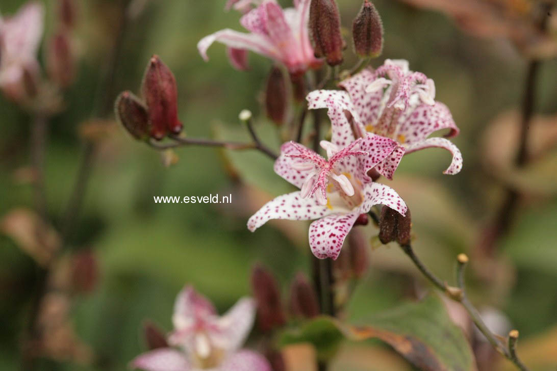 Tricyrtis formosana