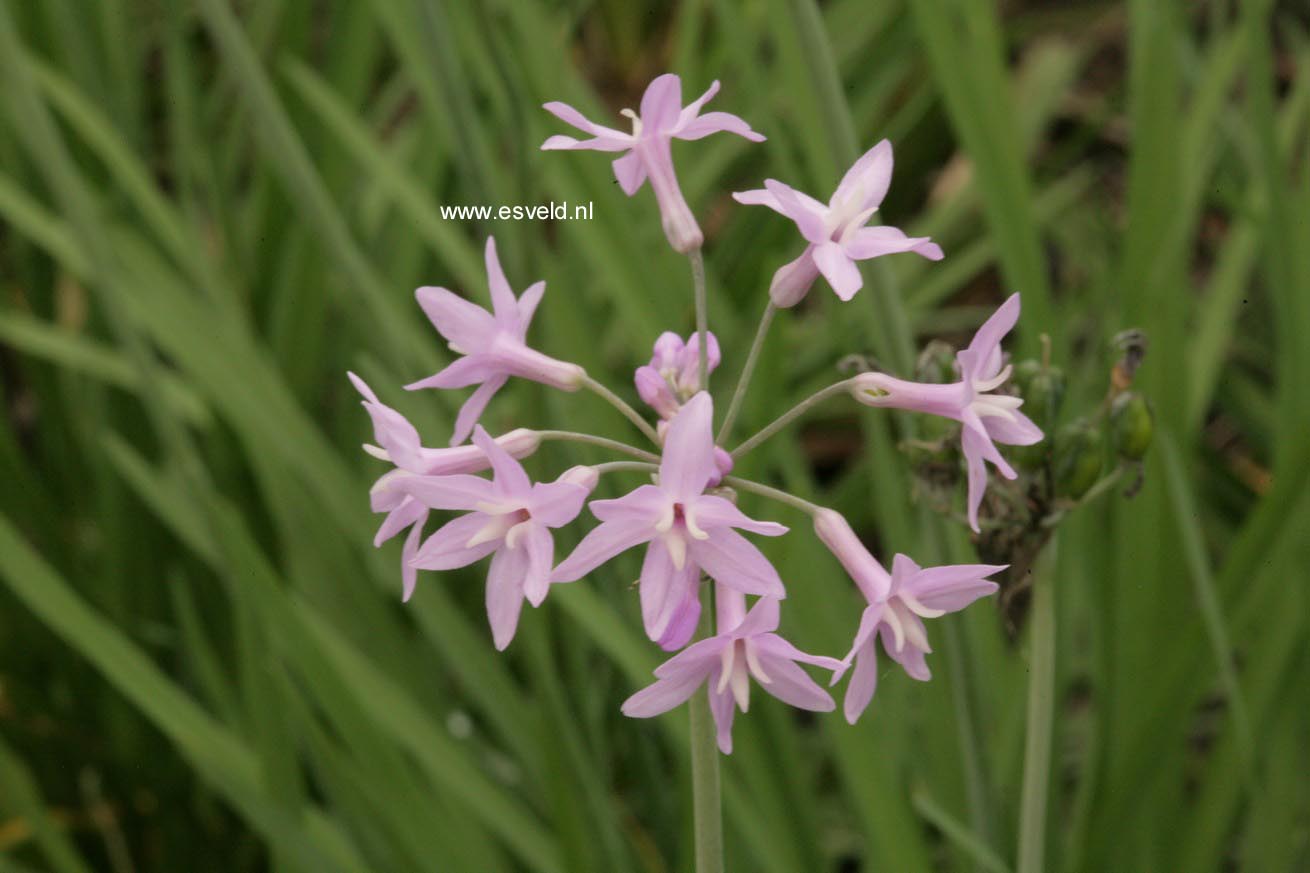 Tulbaghia violacea