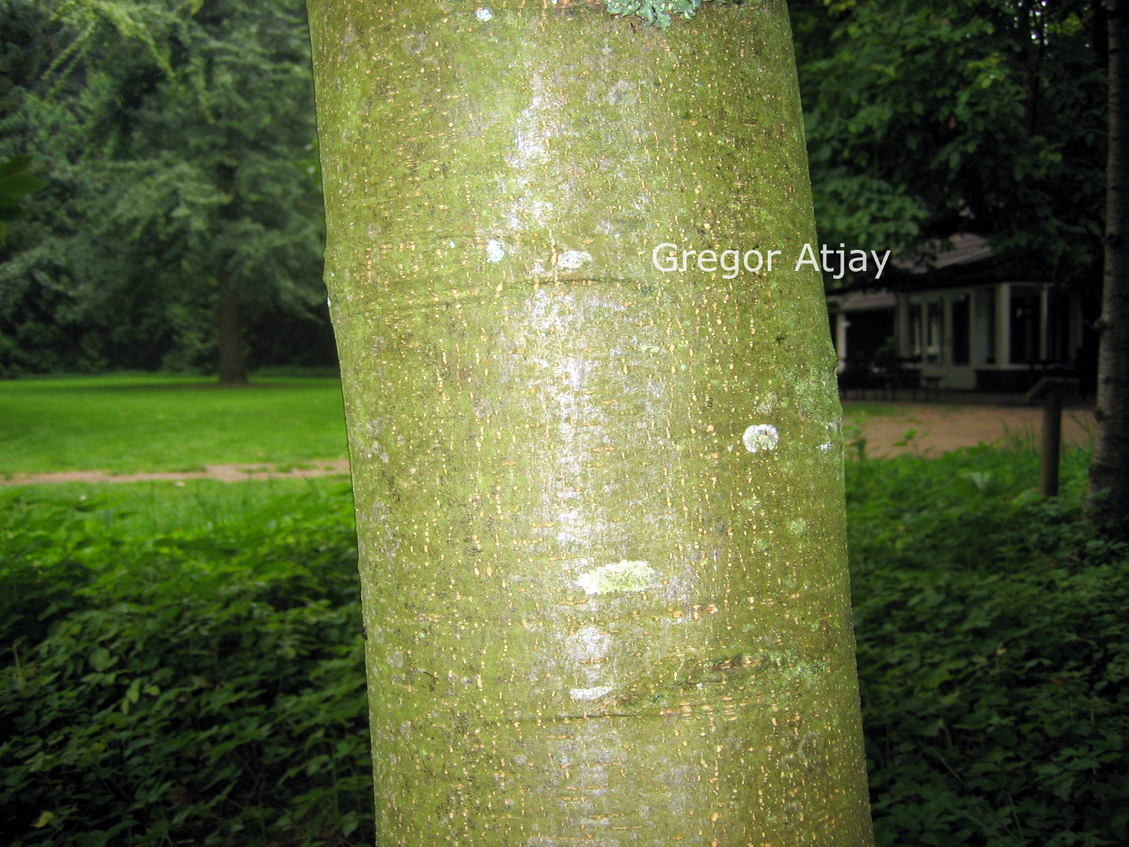 Ulmus 'Columella'