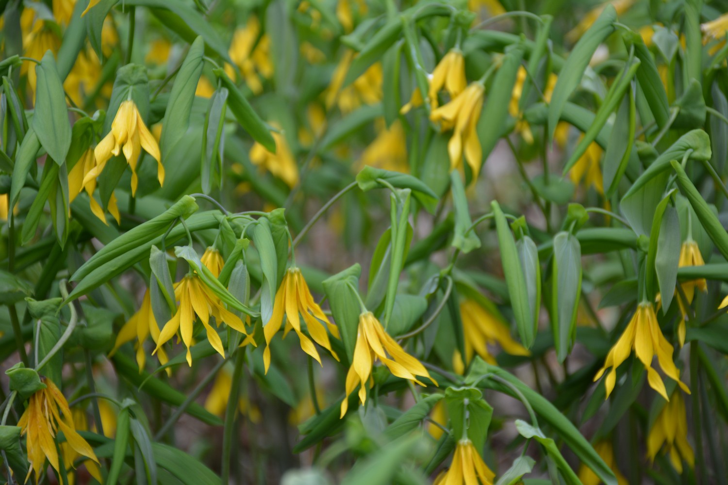Uvularia grandiflora