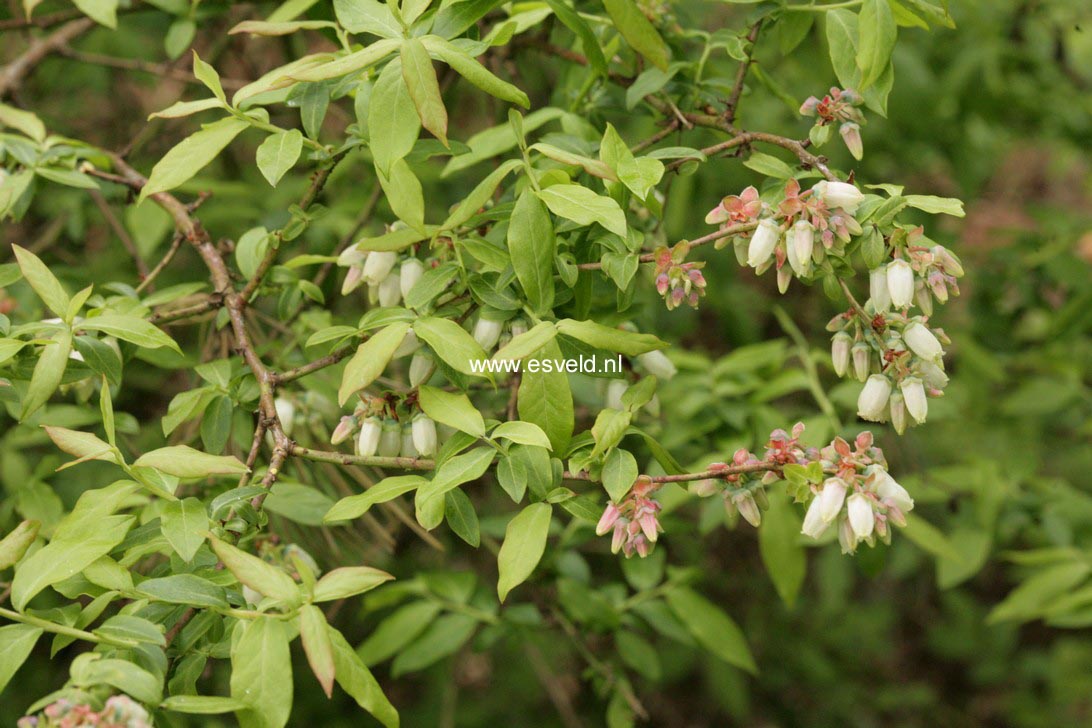 Vaccinium angustifolium