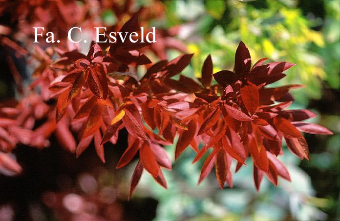 Vaccinium arctostaphylos