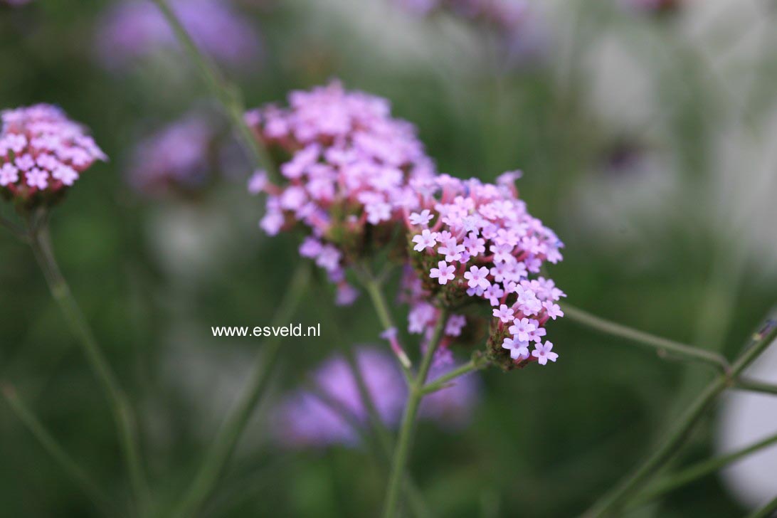 Verbena bonariensis 'Lollipop'