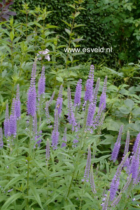 Veronica spicata