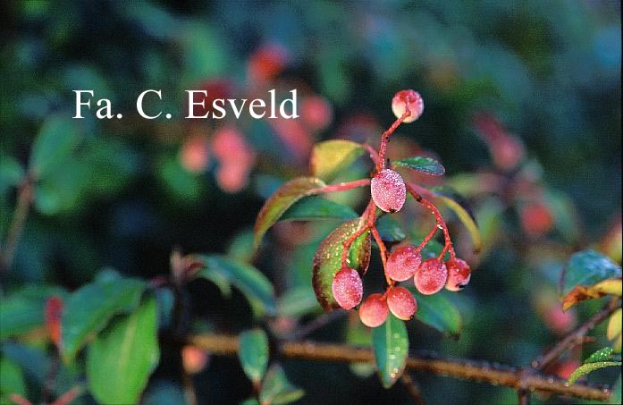 Viburnum 'Royal Guard'