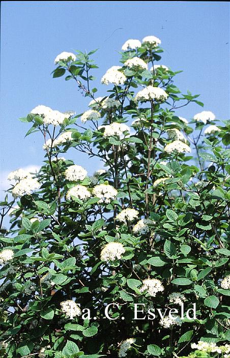 Viburnum burejaeticum