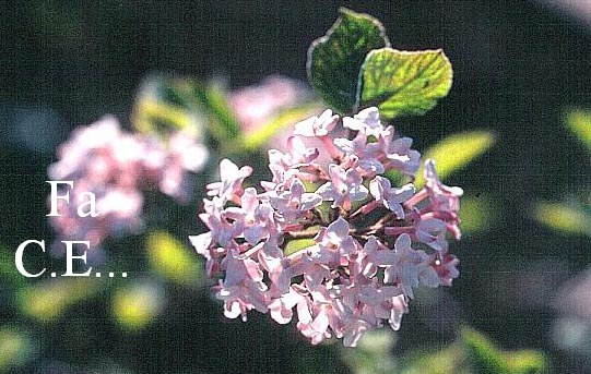 Viburnum burkwoodii 'Fulbrook'