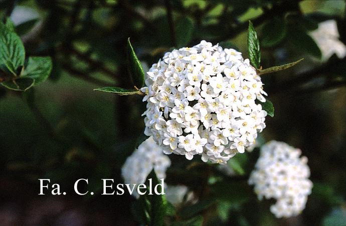 Viburnum burkwoodii 'Park Farm Hybrid'
