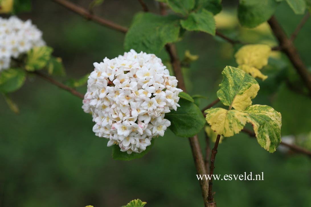 Viburnum carlcephalum 'Van der Maat'