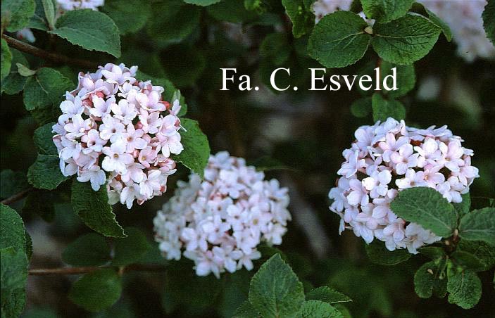 Viburnum carlesii 'Diana'