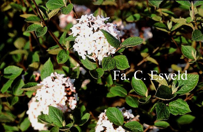 Viburnum carlesii 'Juddii'