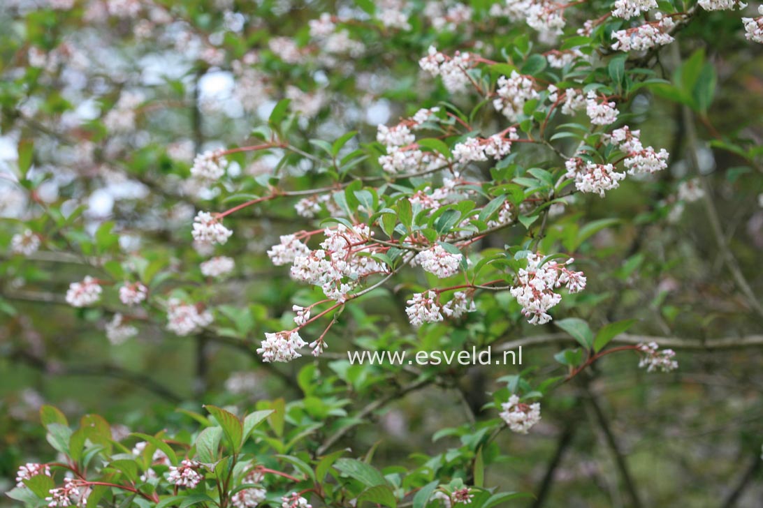 Viburnum chingii