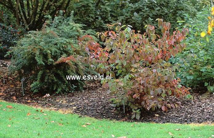 Viburnum dentatum 'Morton' (NORTHERN BURGUNDY)