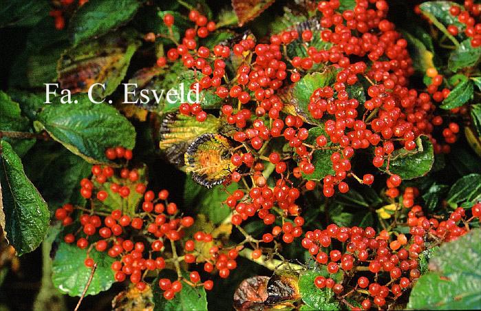 Viburnum dilatatum 'Erie'