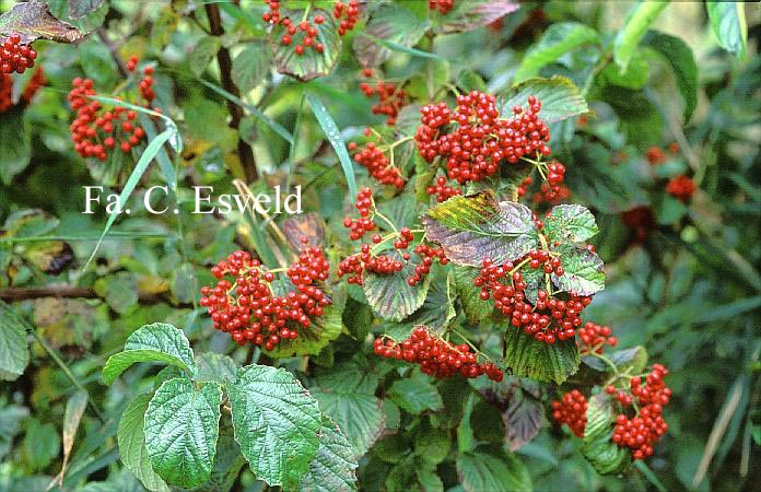 Viburnum dilatatum 'Ineke'