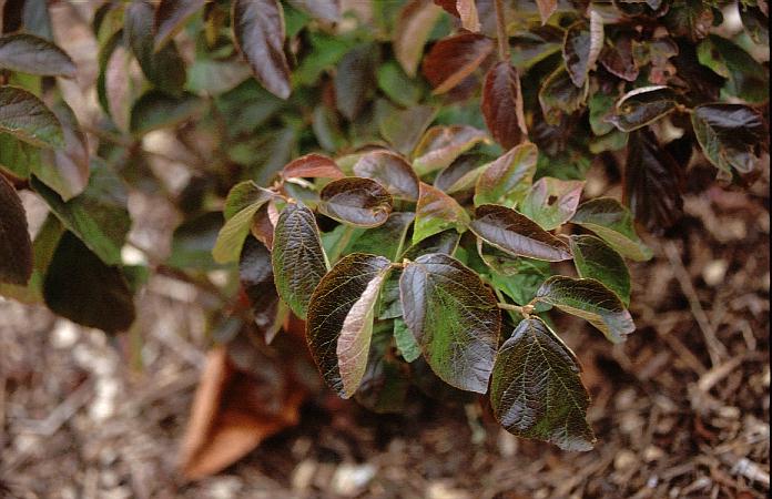 Viburnum dilatatum var. hispidum