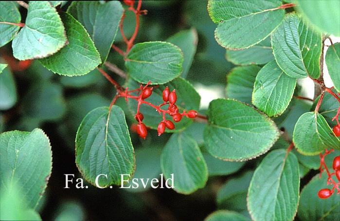 Viburnum erubescens gracilipes