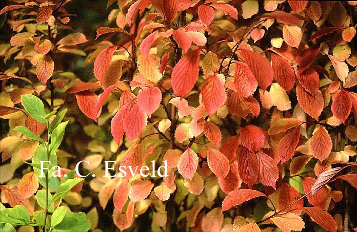 Viburnum farreri 'Farrer's Pink'