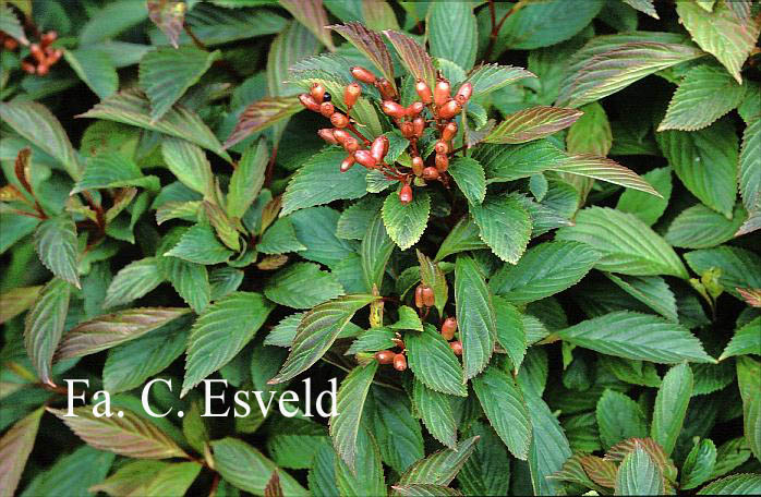 Viburnum farreri 'Nanum'