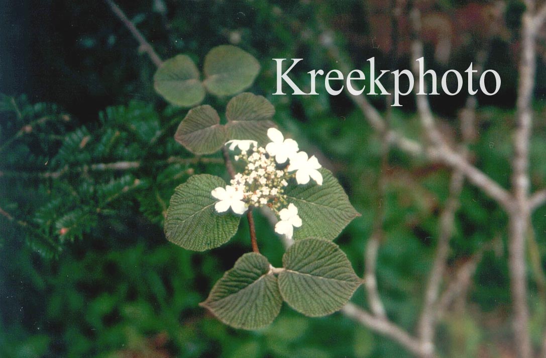 Viburnum lantanoides