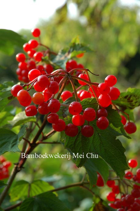 Viburnum opulus 'Notcutt's Variety'