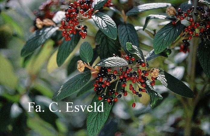 Viburnum rhytidophyllum 'Dart's Duke' (INTERDUKE)