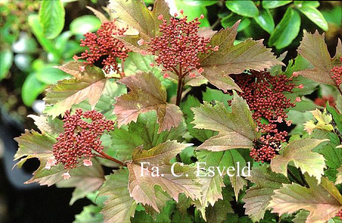 Viburnum sargentii 'Onondaga'