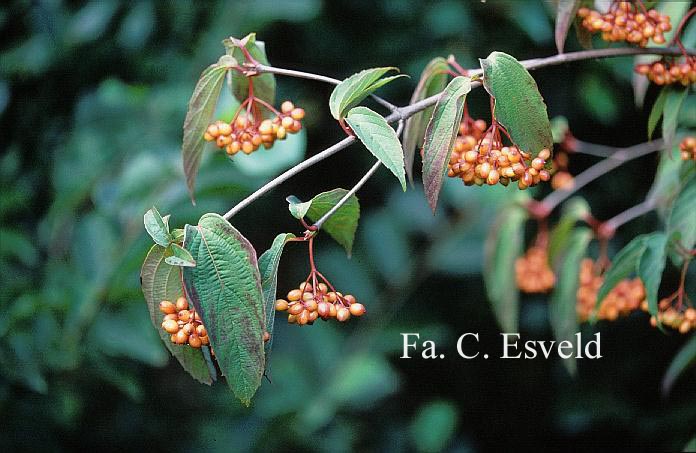 Viburnum setigerum 'Aurantiacum'