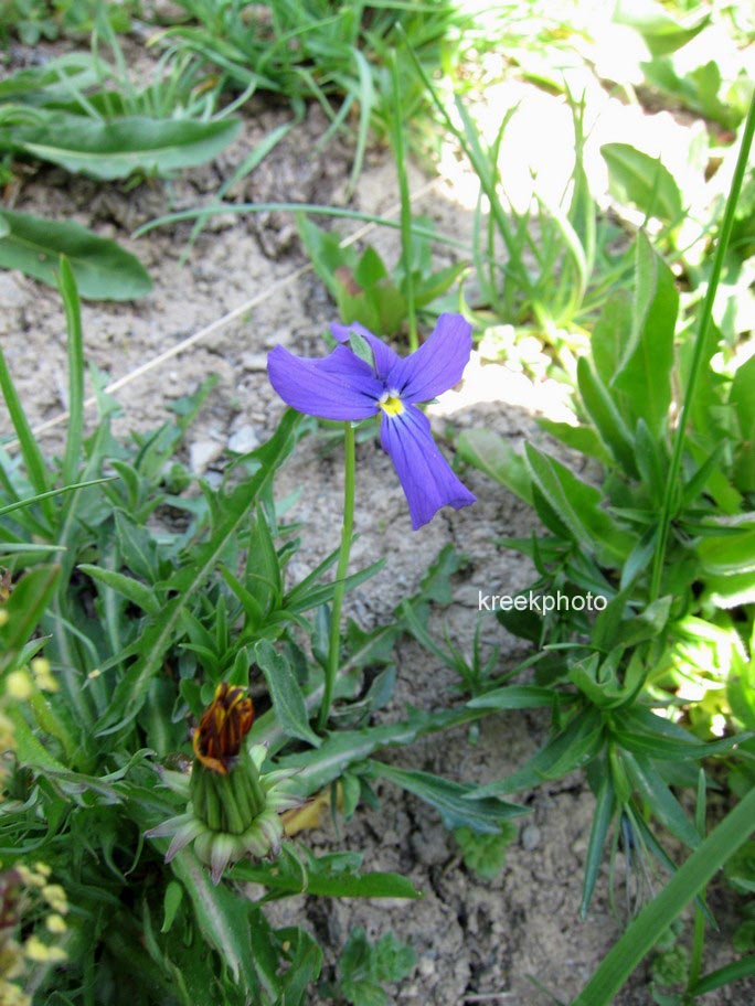 Viola cornuta