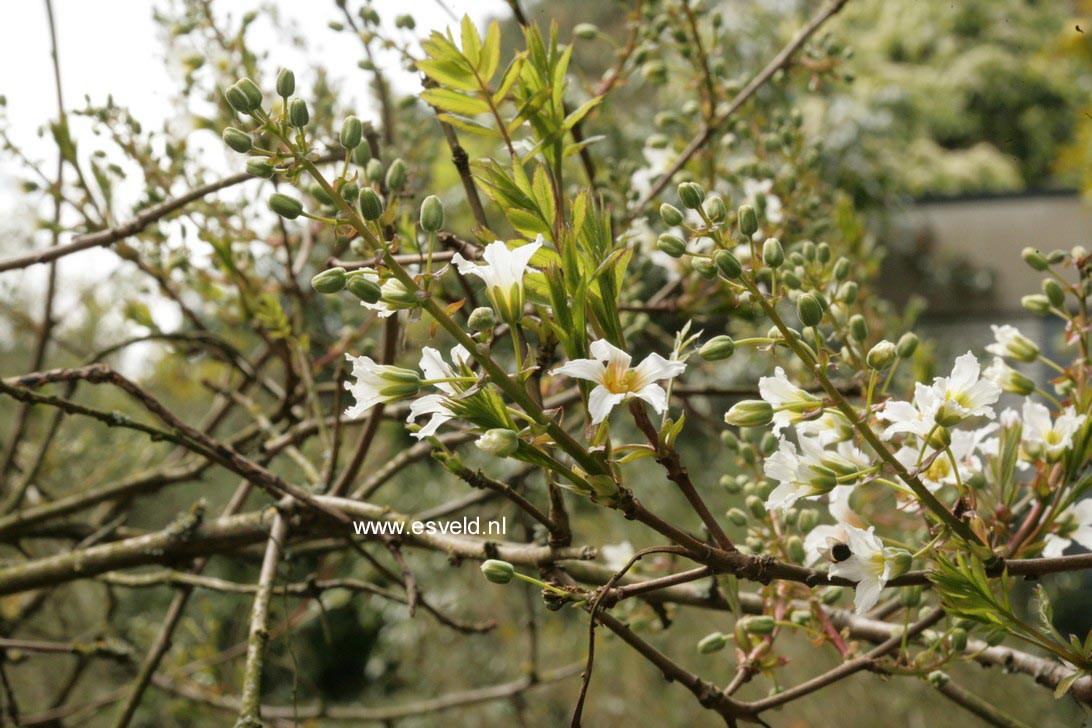 Xanthoceras sorbifolium