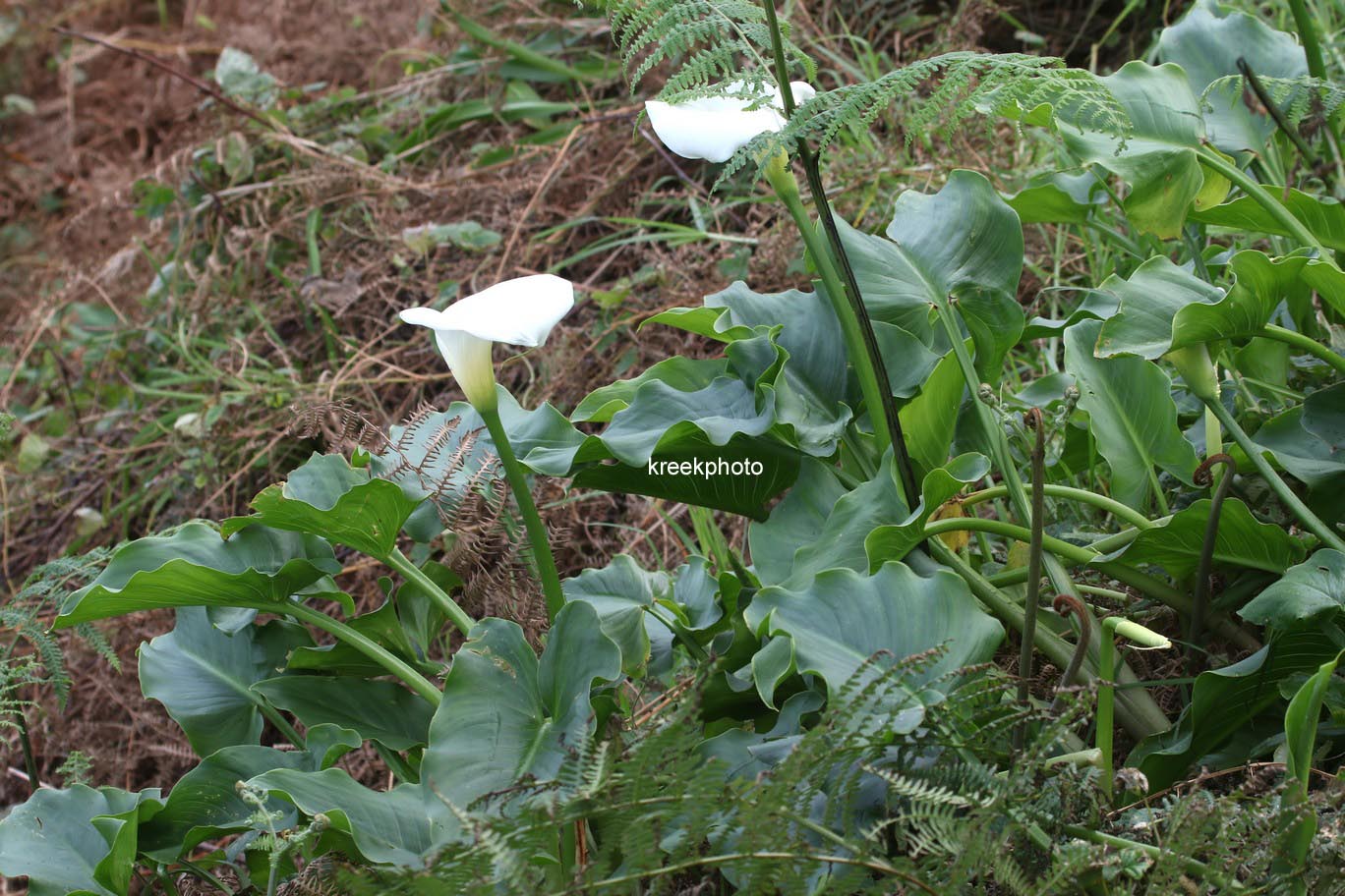 Zantedeschia aethiopica