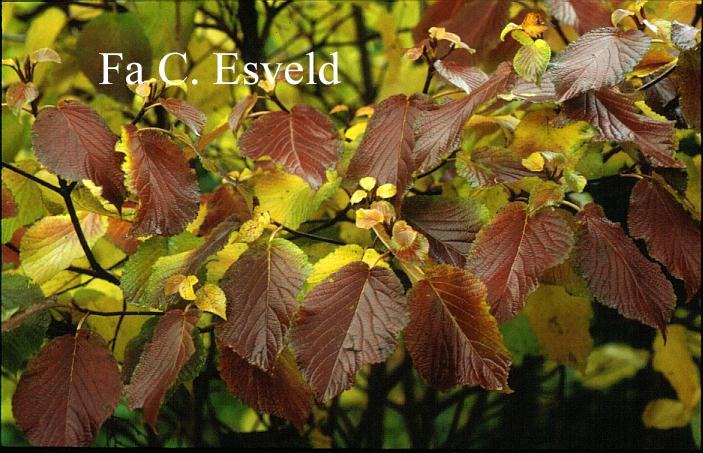 Viburnum nervosum