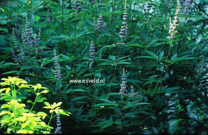 Vitex agnus-castus latifolia