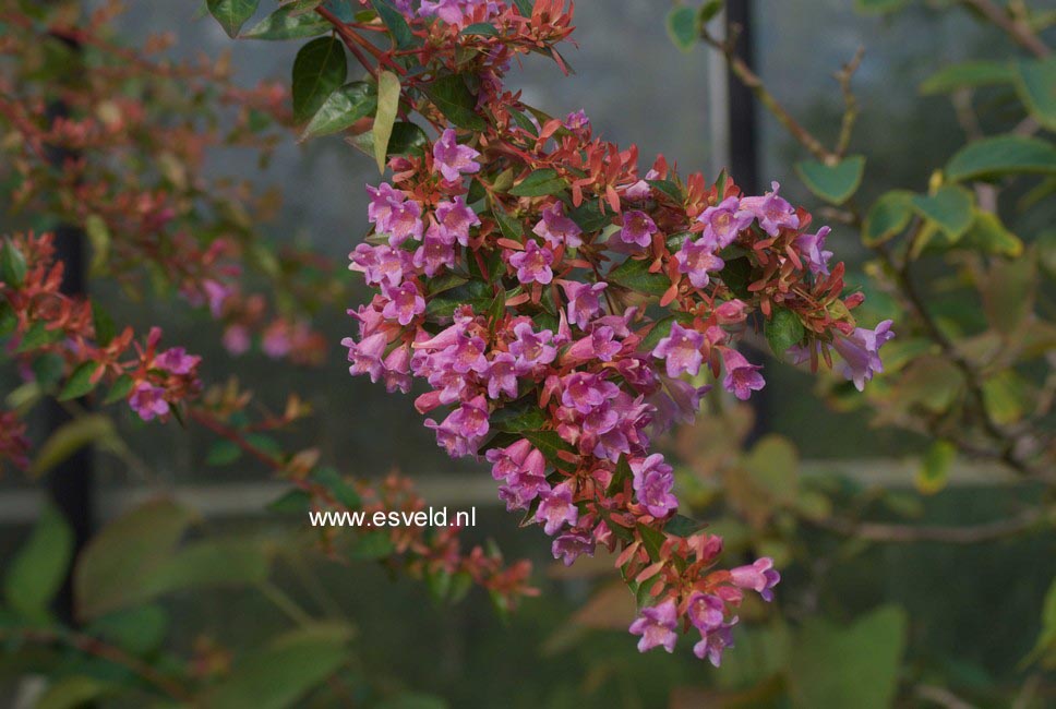 Abelia 'Edward Goucher'