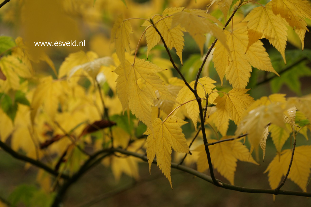 Acer argutum
