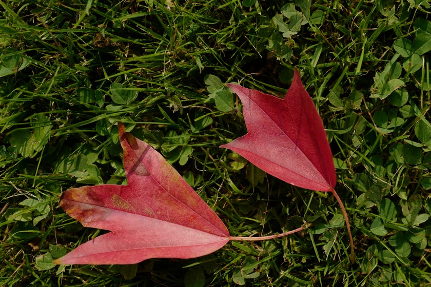 Acer buergerianum 'Naruto'