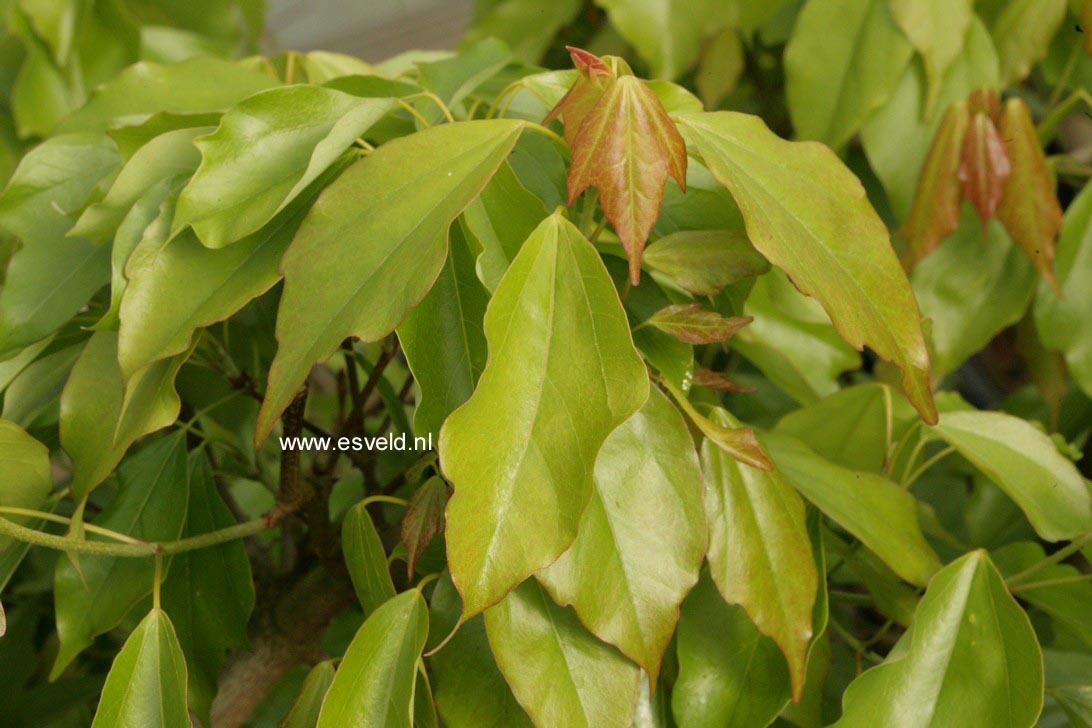 Acer buergerianum 'Nokoribo'