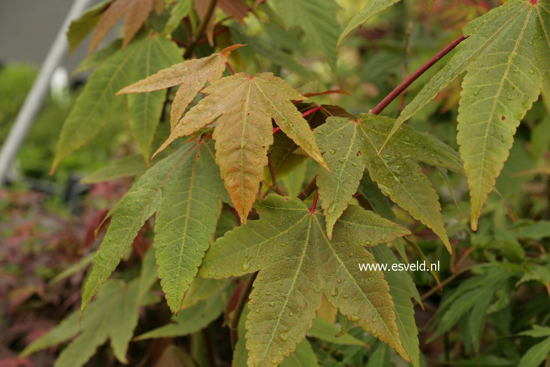 Acer campbellii ssp. flabellatum