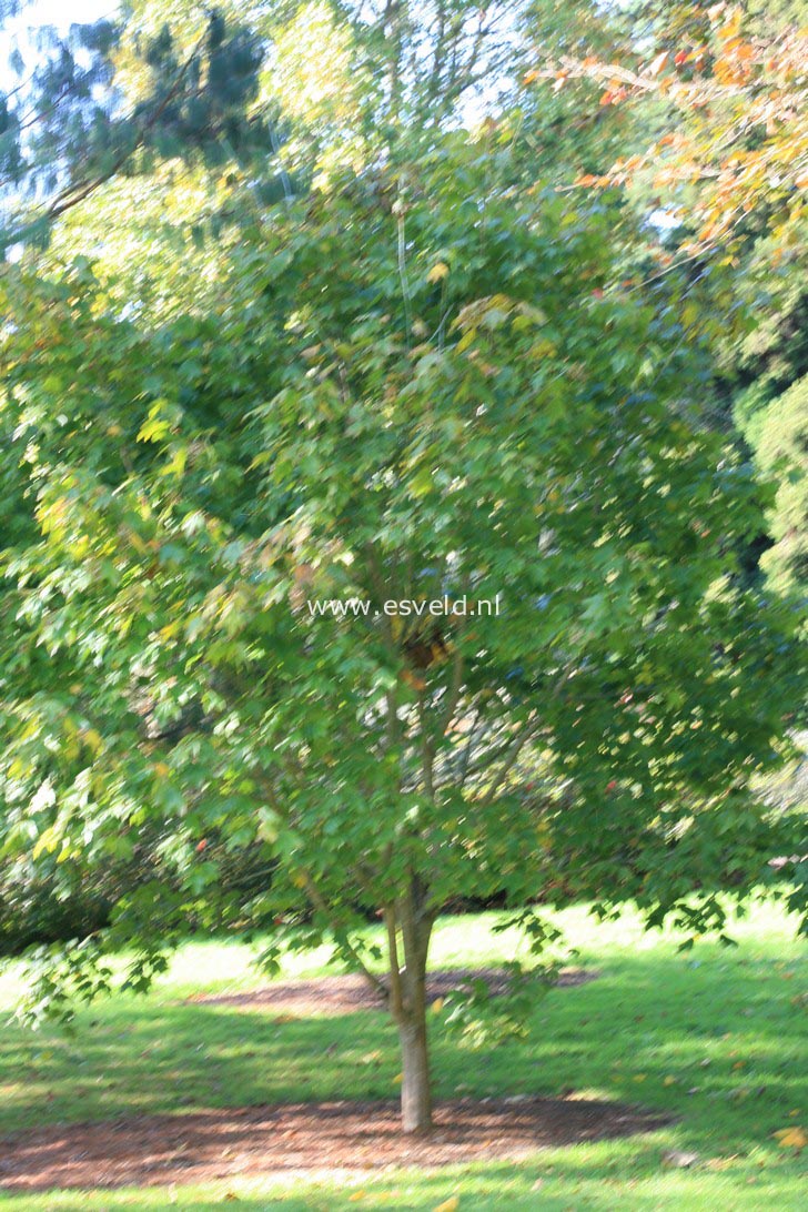 Acer campbellii