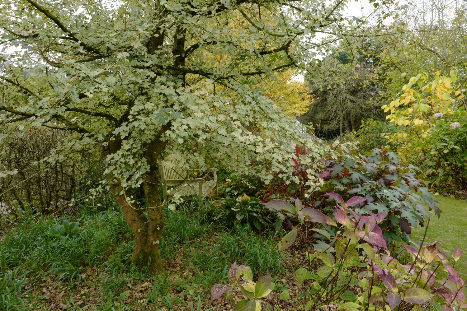 Acer campestre 'Pulverulentum'