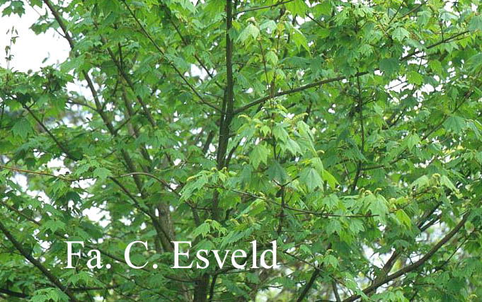 Acer caudatum ssp. ukurunduense