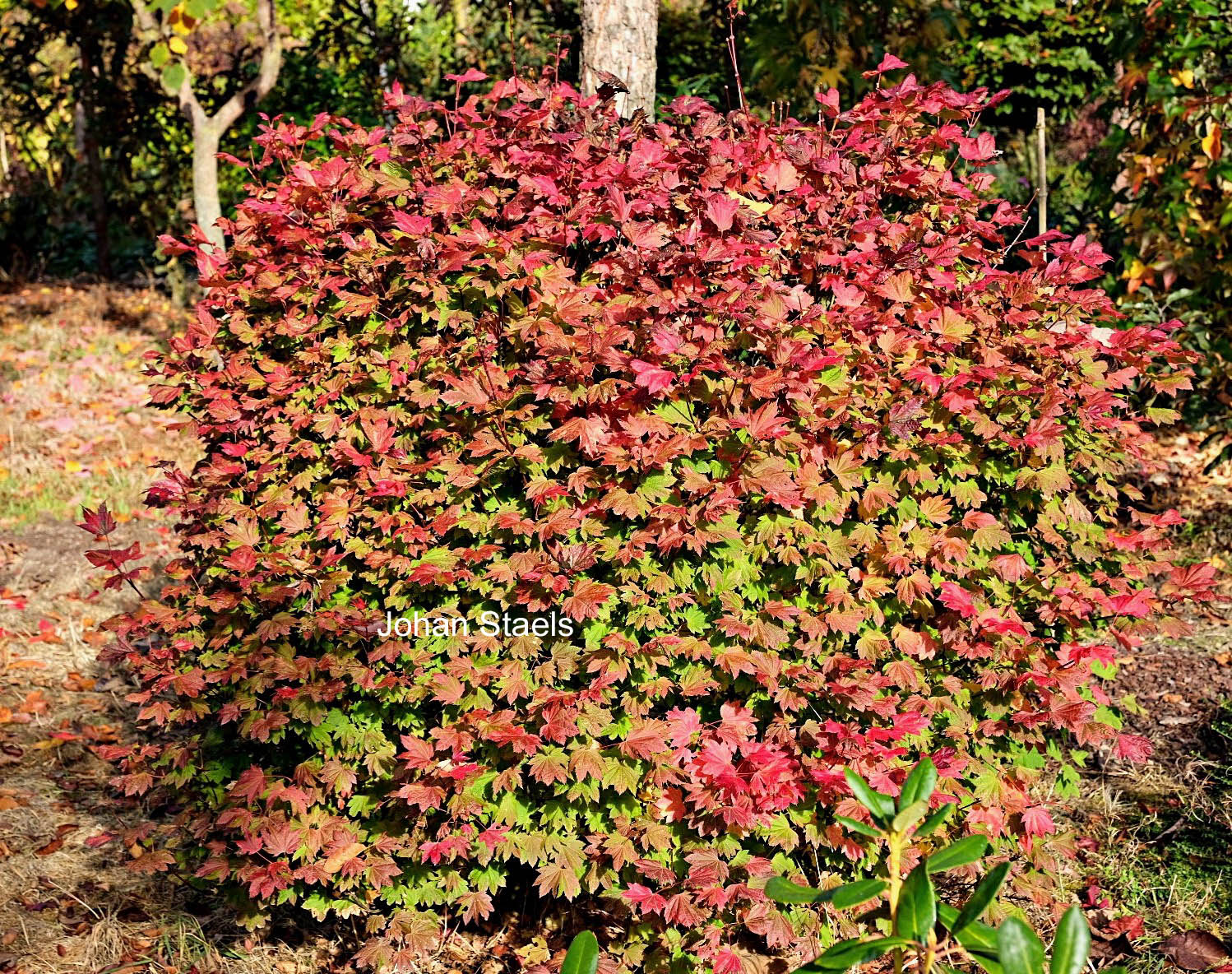 Acer circinatum 'Sunglow'