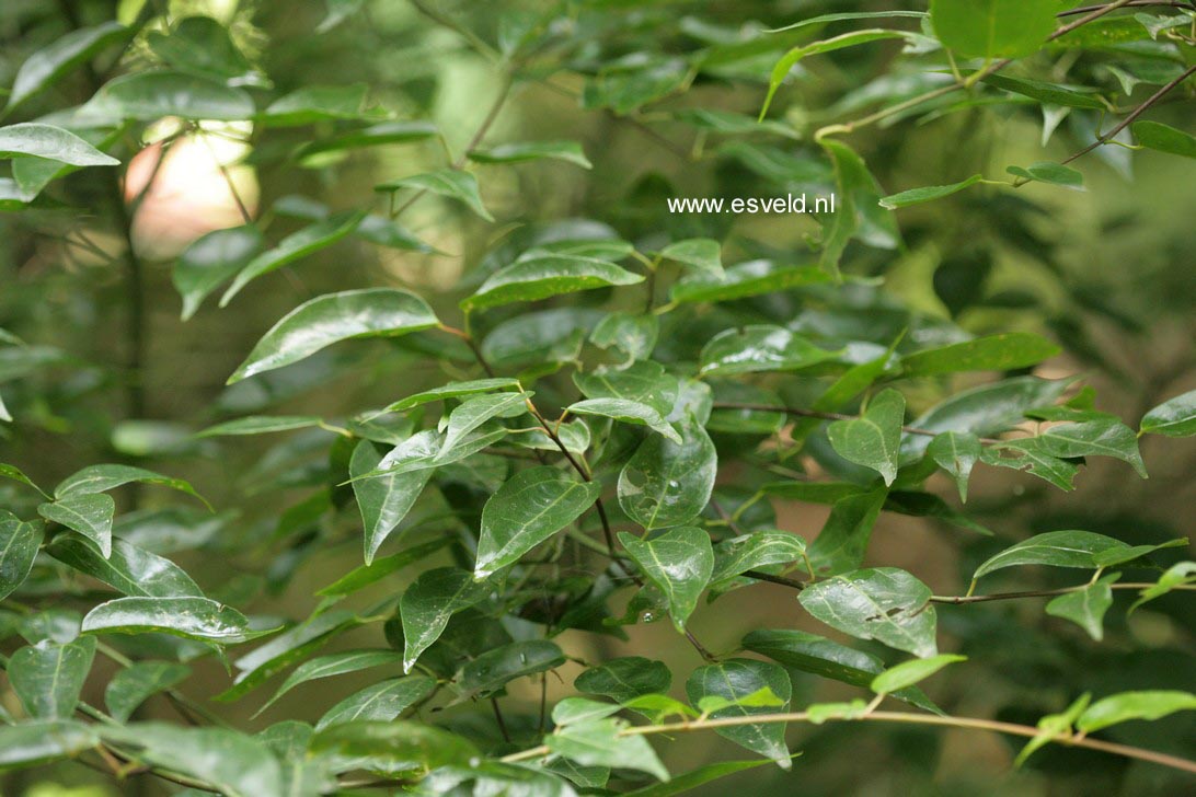 Acer cordatum