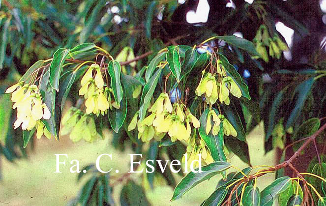 Acer coriaceifolium