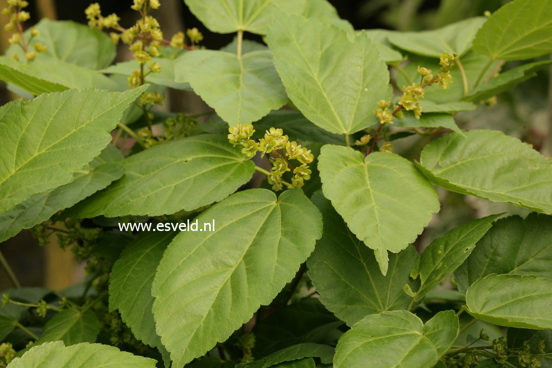 Acer davidii 'Hansu-suru'