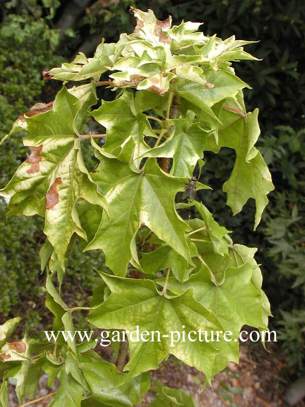 Acer hillieri 'Summergold'