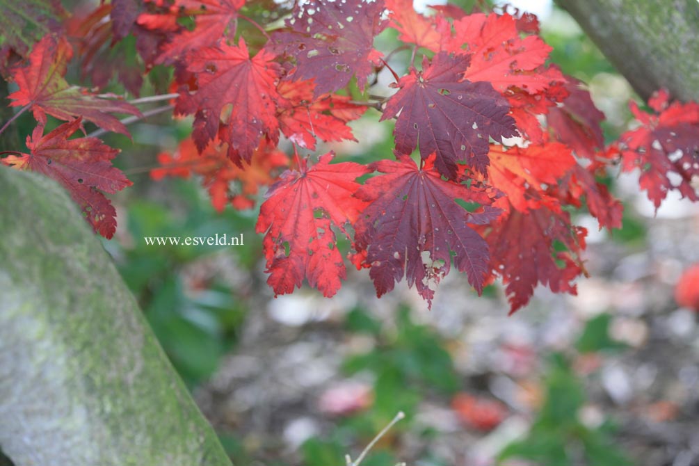 Acer japonicum 'Ōtaki'