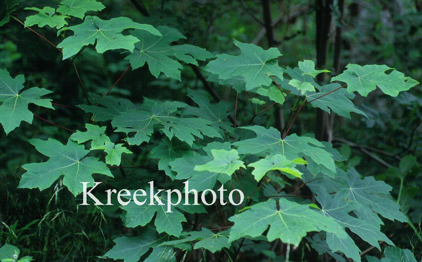Acer macrophyllum